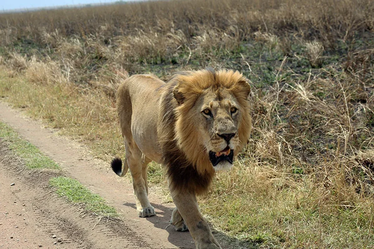 Lions resting near a road in the Ngorongoro Conservation Area