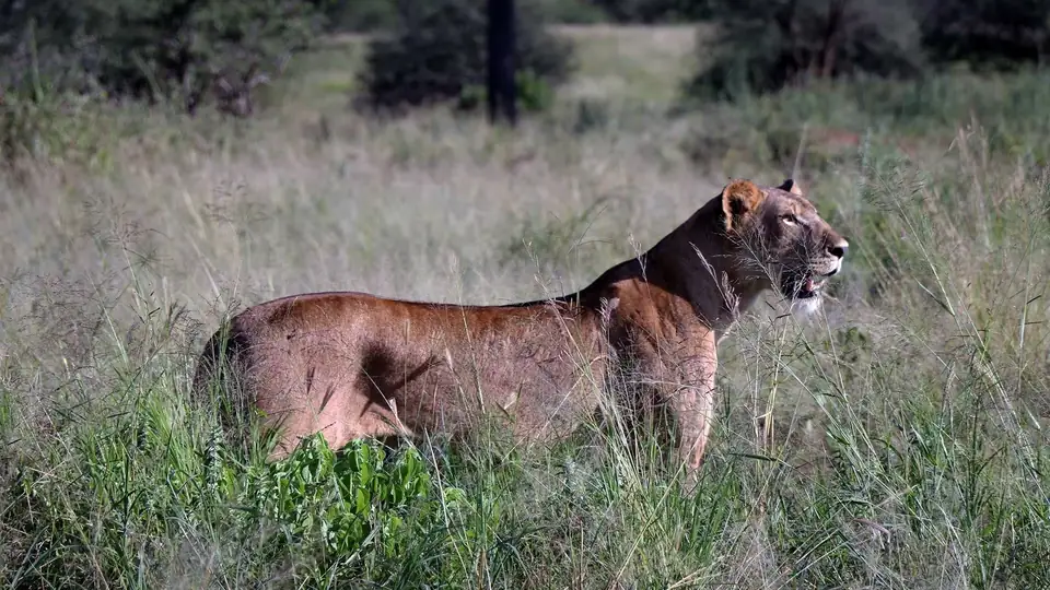 Lion at Serengeti National Park during 5-day Northern Circuit safari
