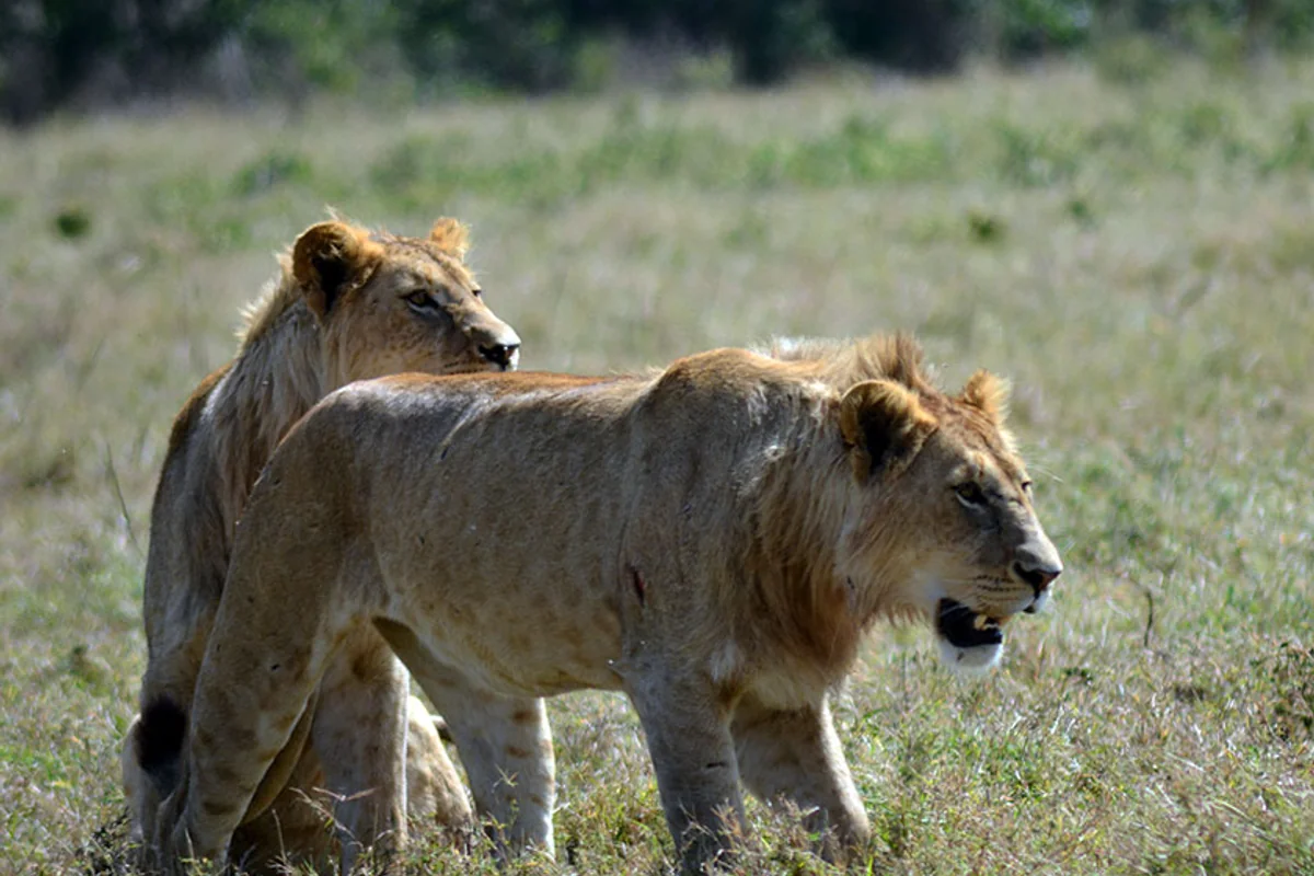 Male lion near a safari road in Tanzania