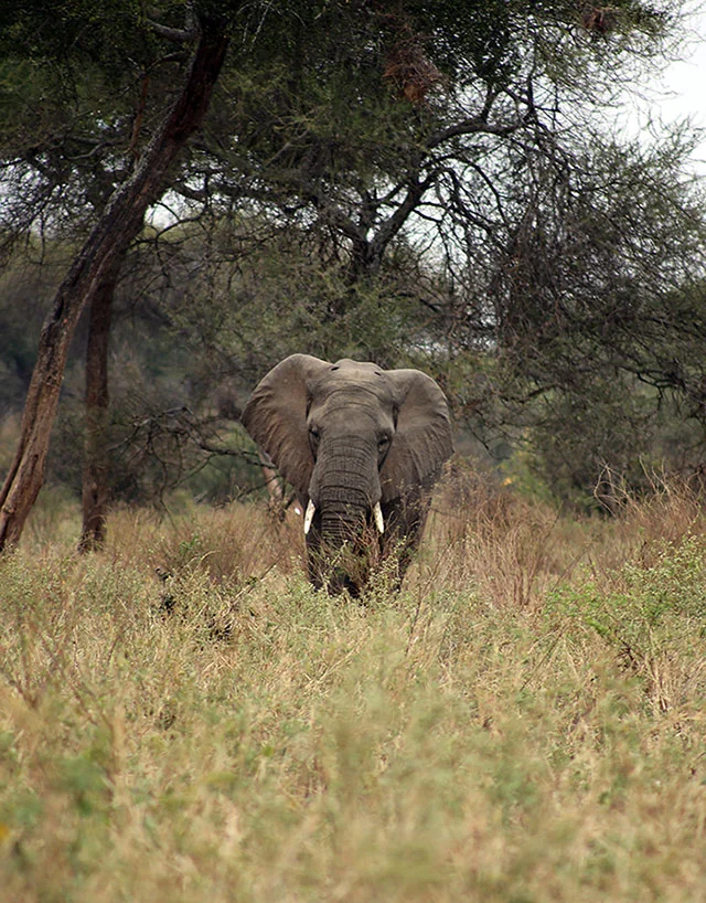 Tarangire National Park