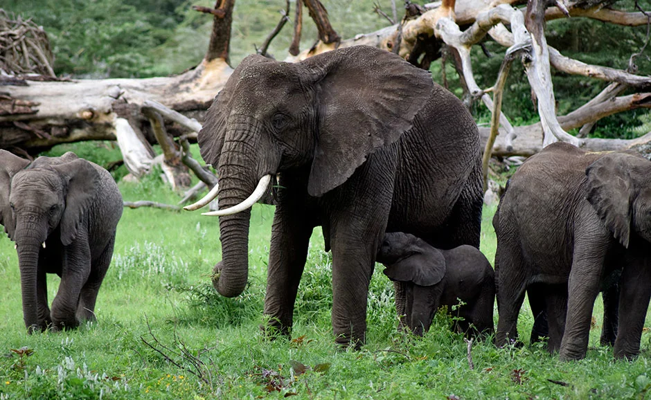 Elephants grazing in the Ngorongoro Conservation Area