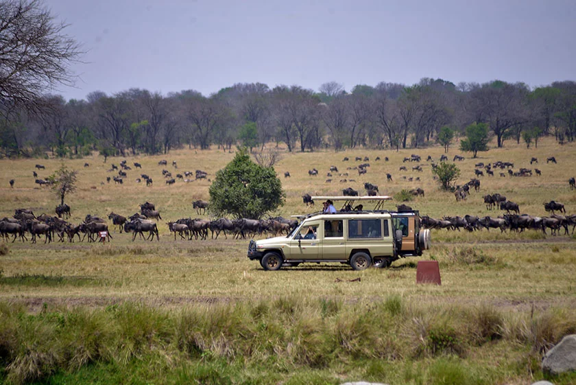 Newborn wildebeest calves on Ndutu plains during calving season
