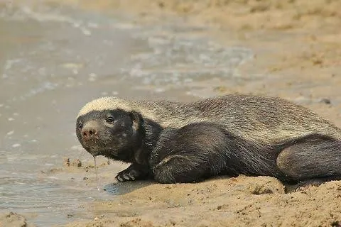 Honey Badger: Africa's Most Fearless Animal — Complete Safari Guide