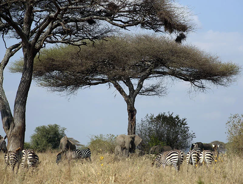 Ngorongoro Crater
