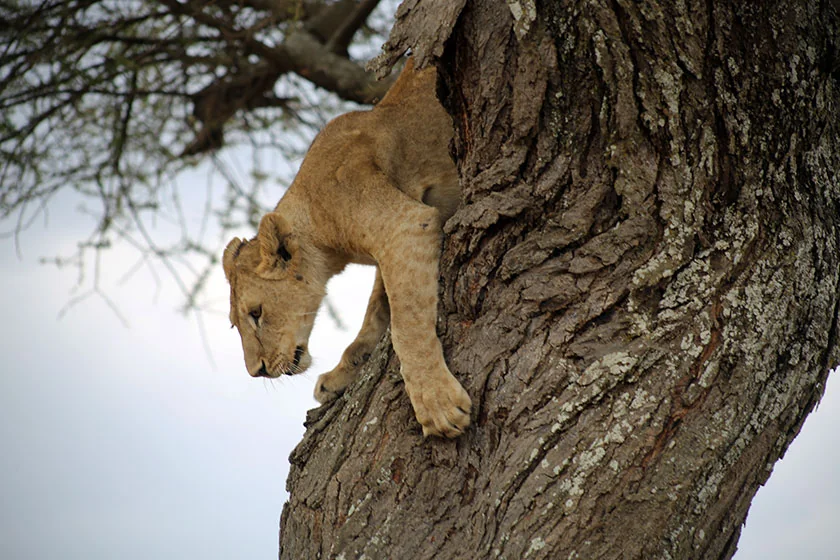 Lions resting on a kopje overlooking the vast Serengeti savannah
