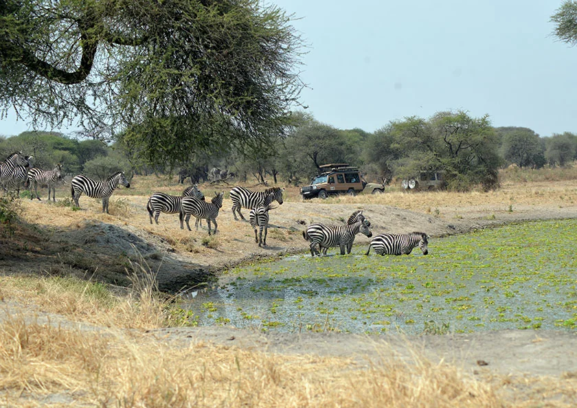 Tarangire National Park