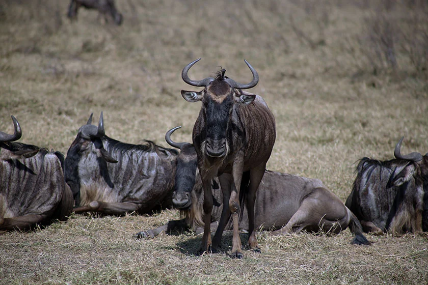 Ndutu Lakes & Open Plains