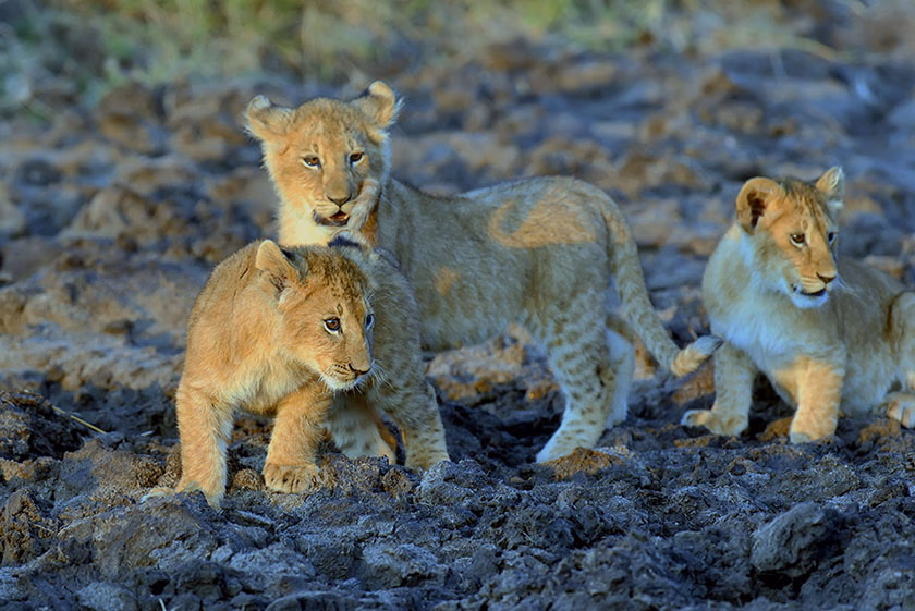African lion cub in Serengeti Tanzania — 5-day Northern Circuit safari Tarangire Manyara Serengeti Ngorongoro Big Five