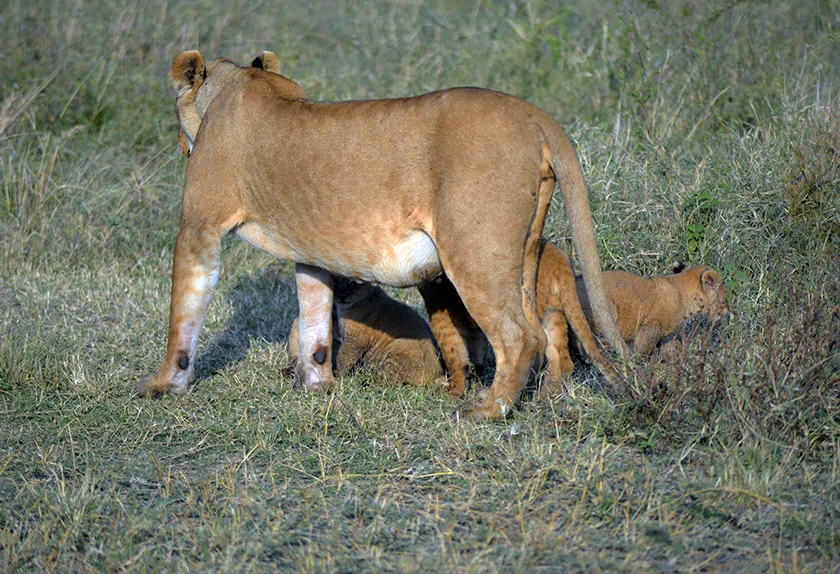 Big Five in Tanzania: Complete Safari Guide