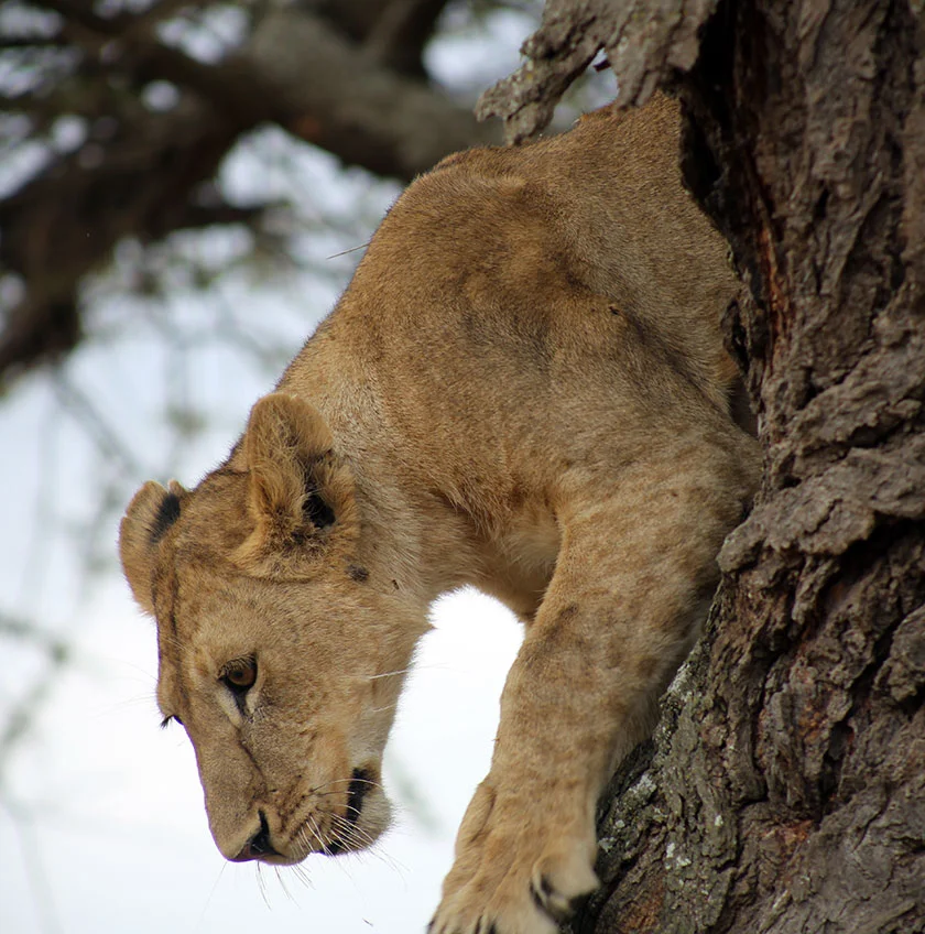 Ngorongoro vs Serengeti: Which Safari Is Better for You?
