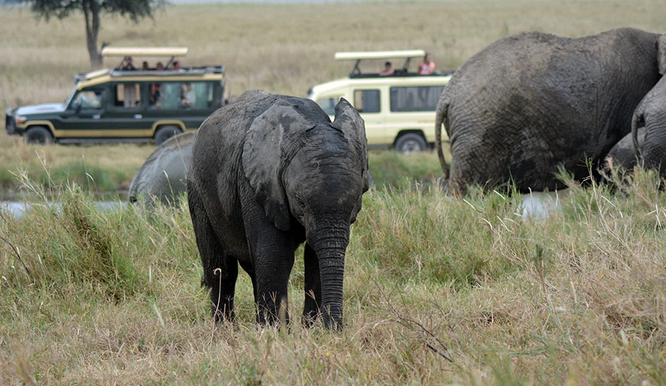 Elephants among baobab trees in Tarangire National Park, Tanzania