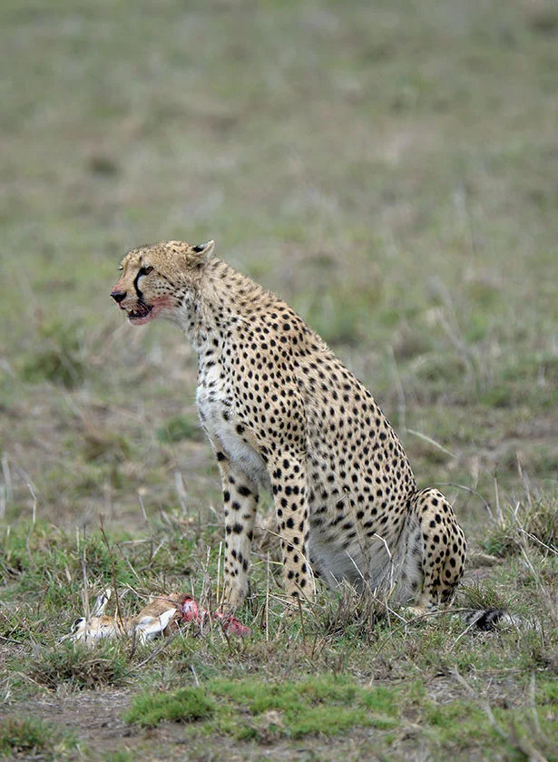 A cheetah featured image on an Ngorongoro Crater safari