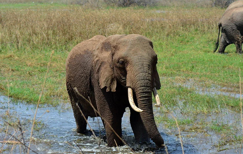 An elephant at a Tanzania safari in the Ngorongoro Crater