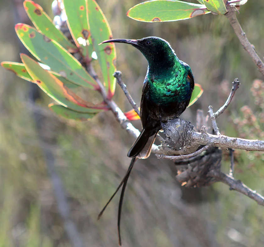 Bird species found on Kilimanjaro routes