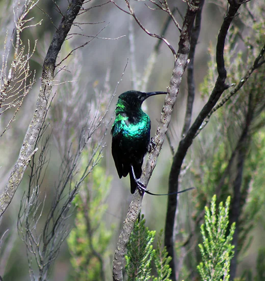 Birdwatching Paradise: Tanzania's Avian Wonders