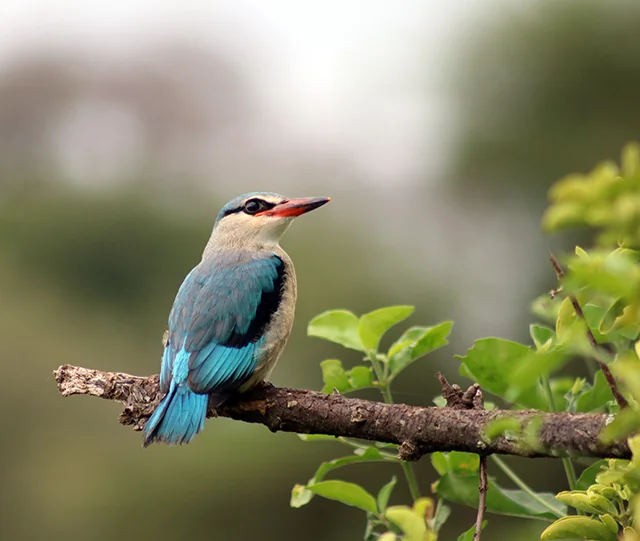 Birds found on Machame Route in the lush rainforest zone