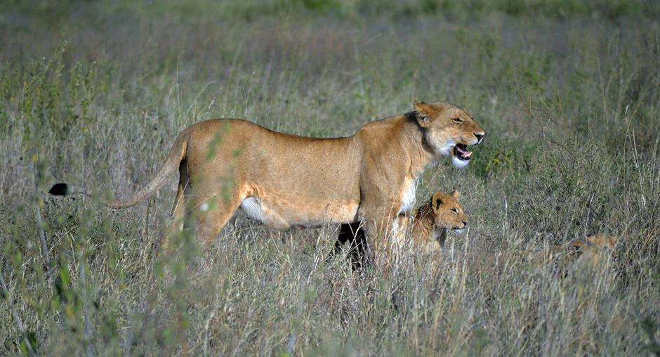 Complete Guide to Serengeti Safari