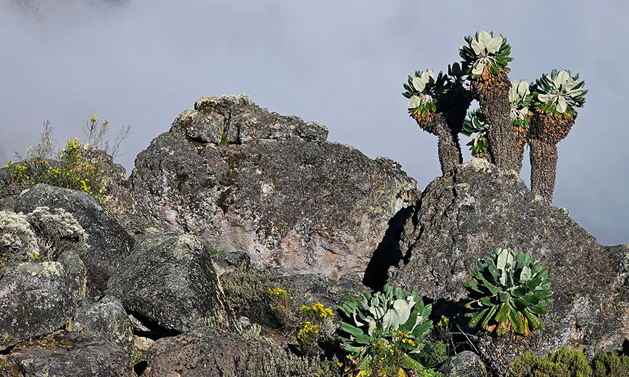 Dendrosenecio kilimanjari, giant groundsel unique to Kilimanjaro