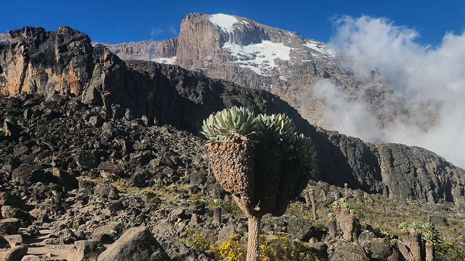 Giant Groundsels (Dendrosenecio kilimanjari) on Kilimanjaro's Lemosho route