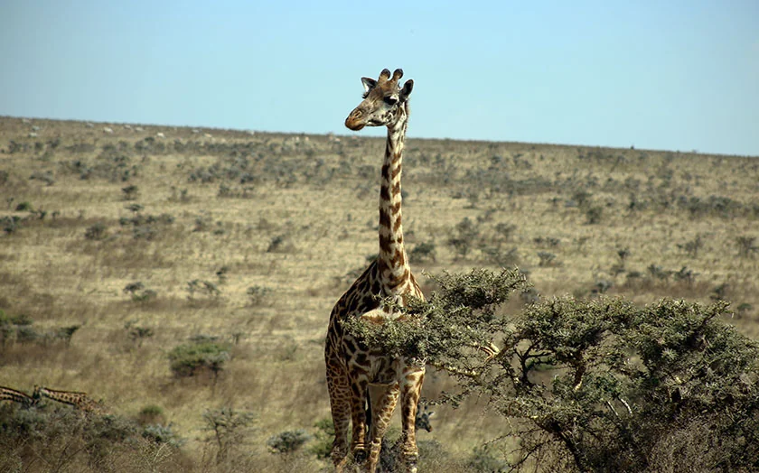 Giraffe on the Tanzanian safari plains in golden light