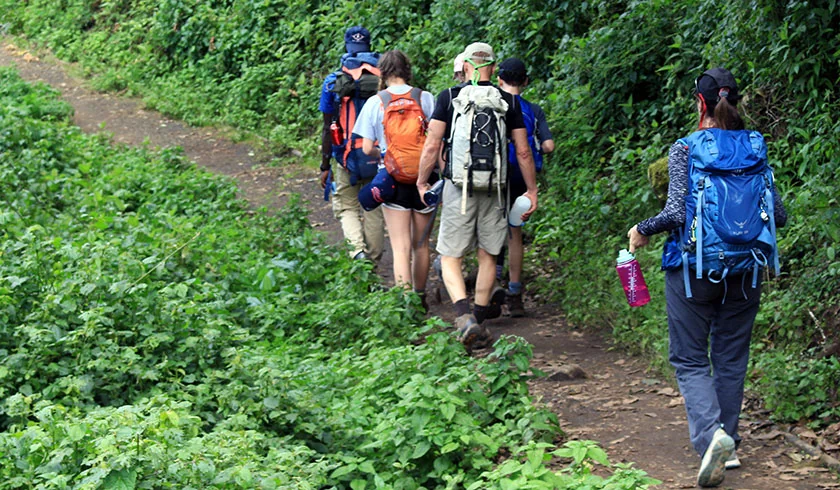 Lemosho route hiking through the rainforest zone on Kilimanjaro