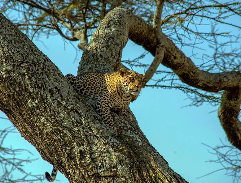 Leopard on tree, Serengeti, East Africa