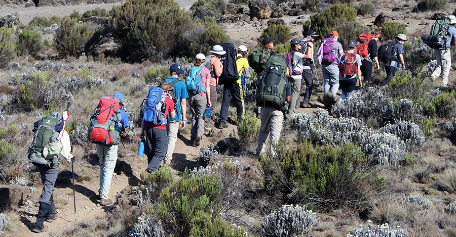 Trekkers on the Machame Route to Kilimanjaro summit