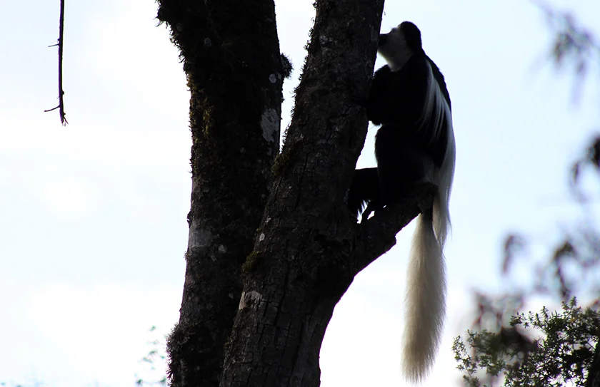 Animals on Mount Kilimanjaro: 9 Amazing Species You May See During Your Climb