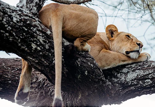 Ultimate Safari Packing List