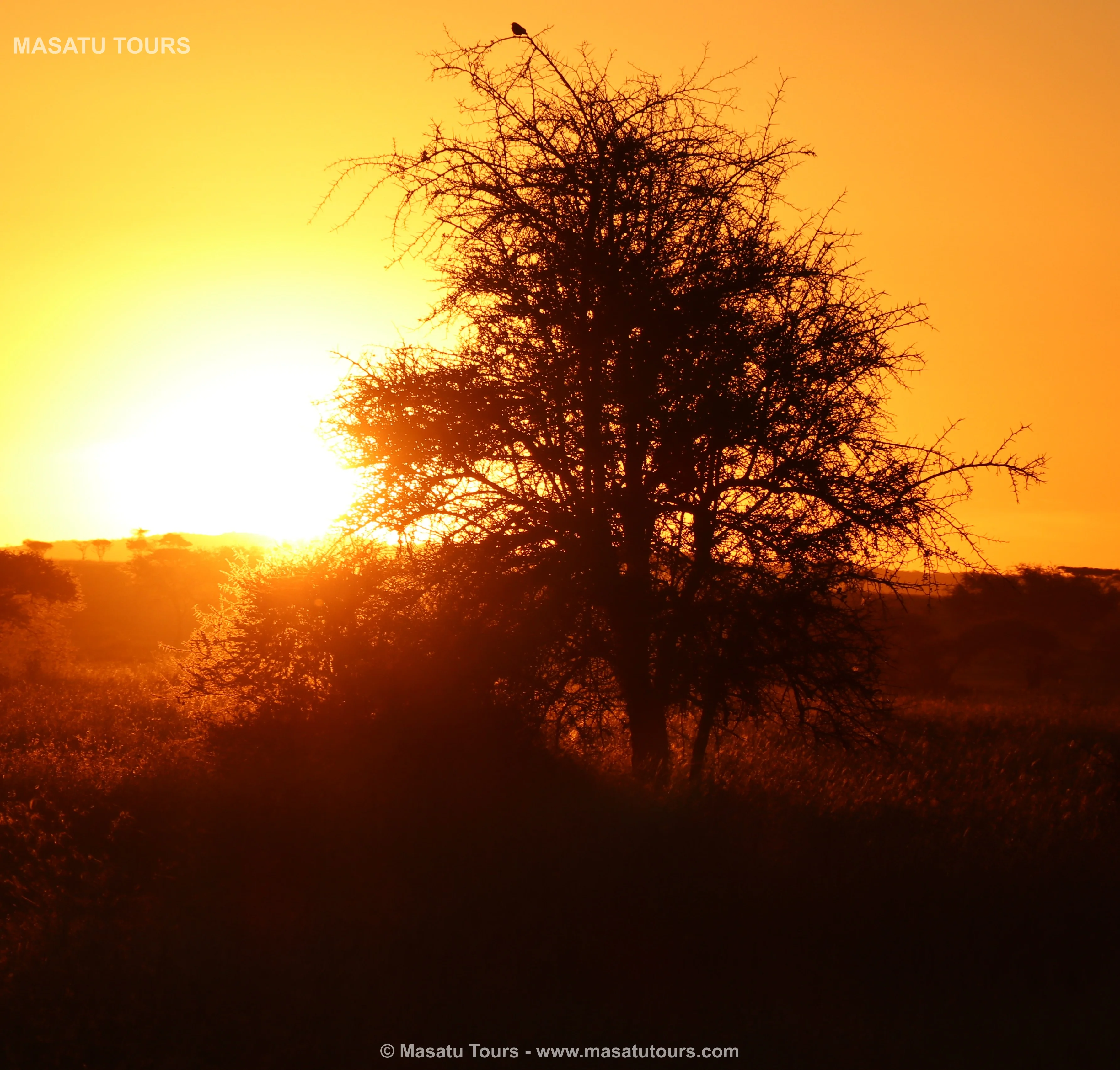 Serengeti plains in the dry season