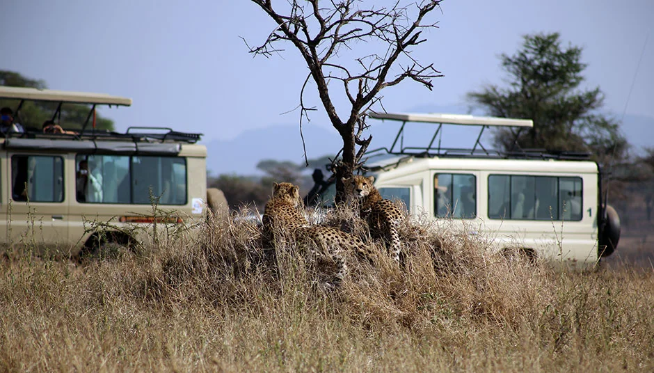 Wildlife along a Tanzanian lake shore, seen from a boat safari