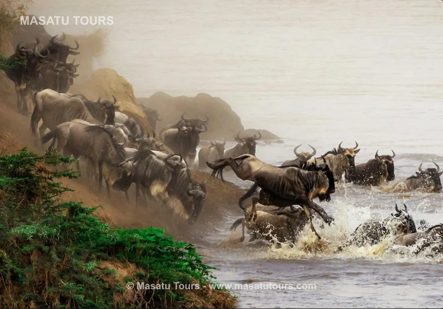 The Great Wildebeest Migration