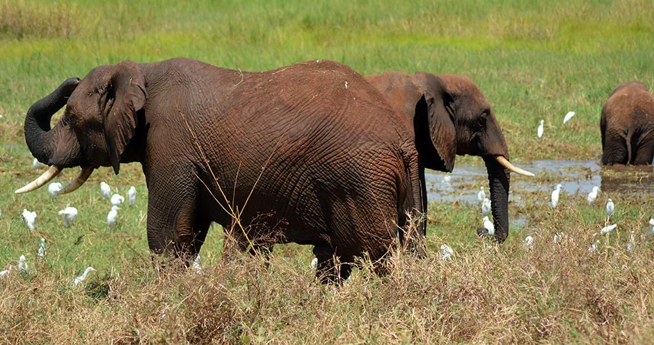 Wildlife gathering on the Tanzanian plains during a game drive
