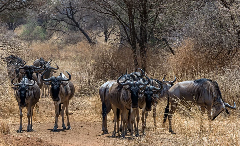 Wildebeest herd on the plains