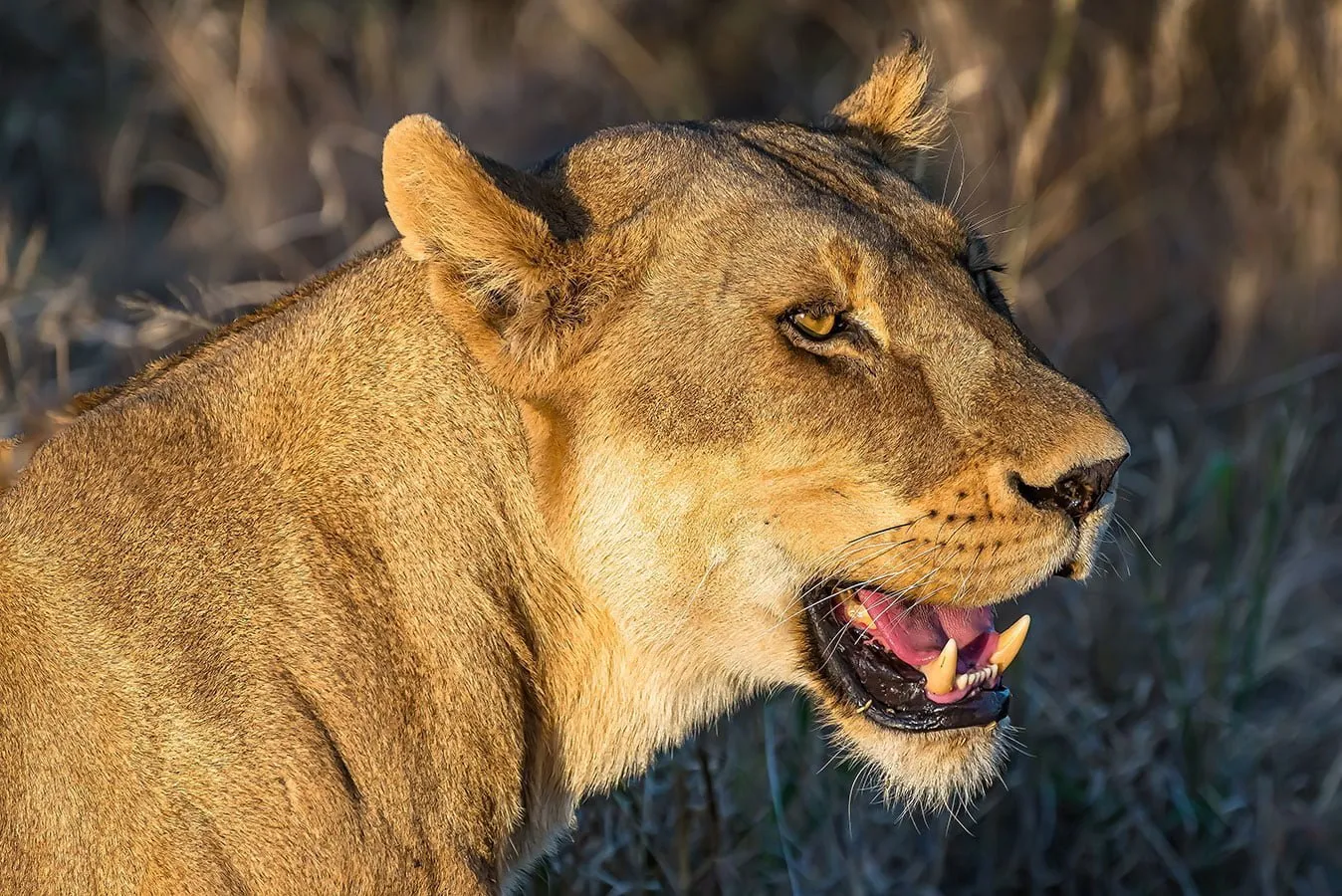 A lion in Tanzania's dry-season plains