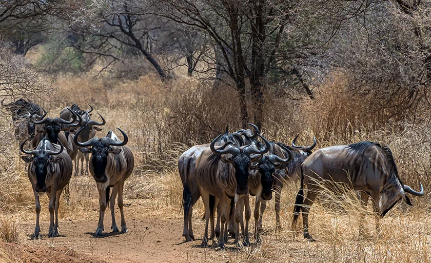 A herd of wildebeest moving across the grassy plains of Tanzania