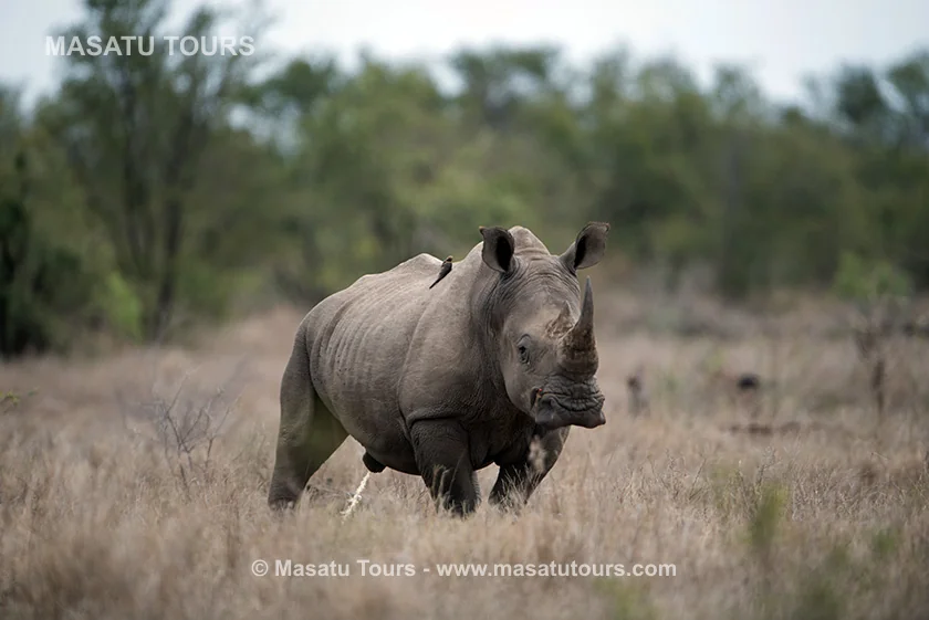 Black rhino at Mkomazi National Park's conservation project