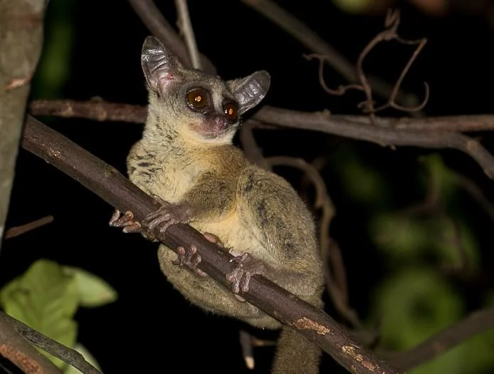 Bush Baby (Galago): Complete Guide to Africa's Adorable Nocturnal Primate