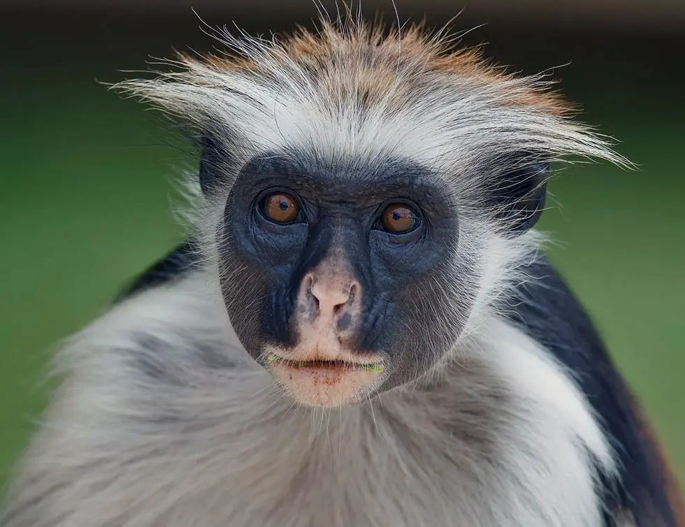 Colobus Monkeys: Africa's Amazing Animals | Complete Guide