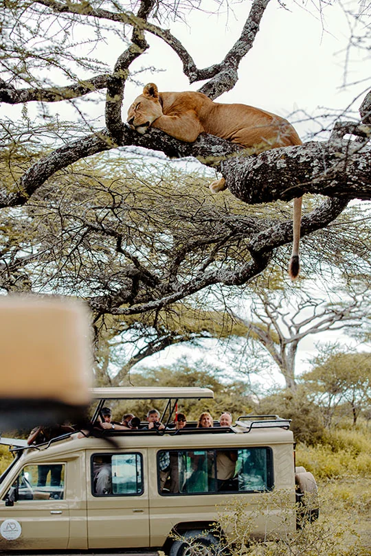 A visitor smiling with joy after spotting a female lion on a Tanzania safari