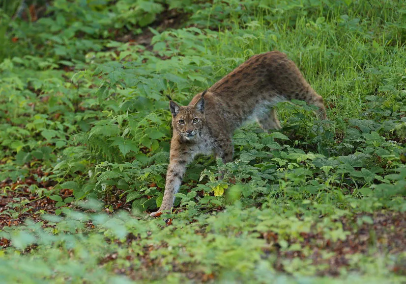 Serval observed in its natural grassland habitat in Tanzania