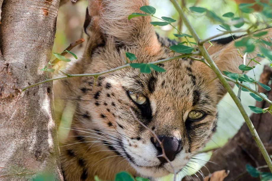 Serval in the tall grass of Tanzania's savanna