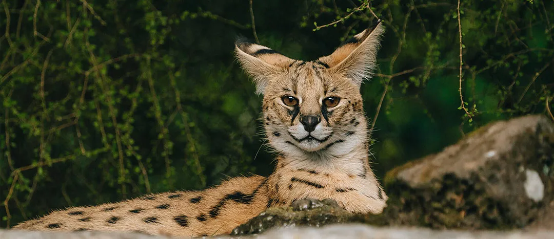 Serval Cat: Complete Guide to Africa's Long-Legged Wild Cat