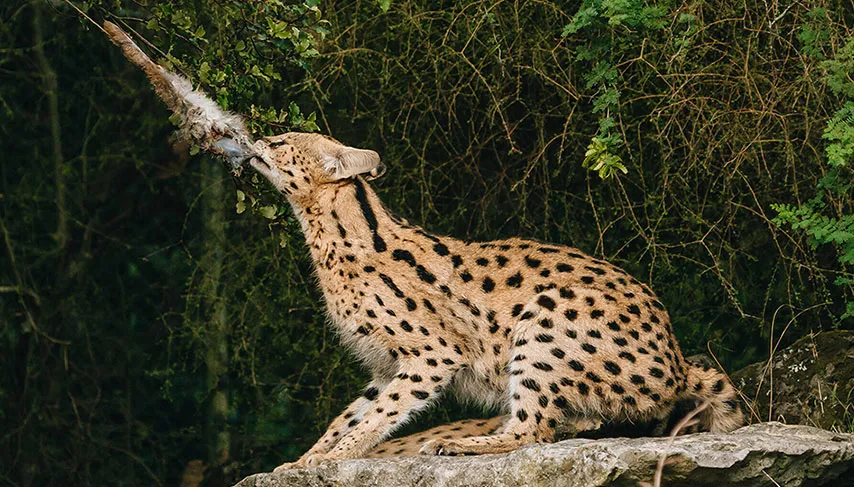 Serval at the Masatu Serval Wildlife Sanctuary near Arusha