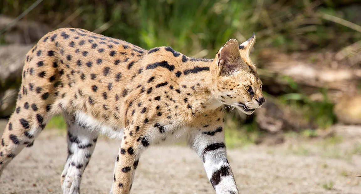 Serval showing its long legs relative to its body