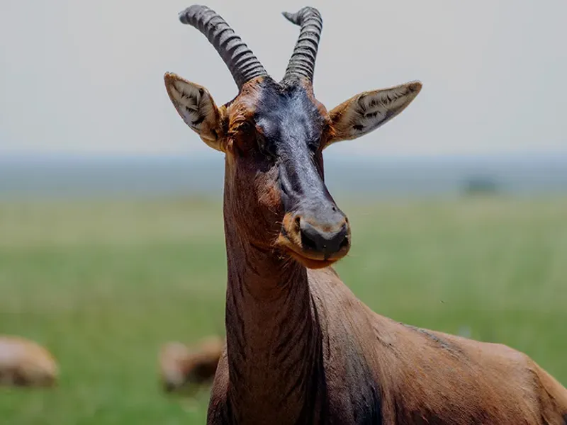 Serengeti Express Safari