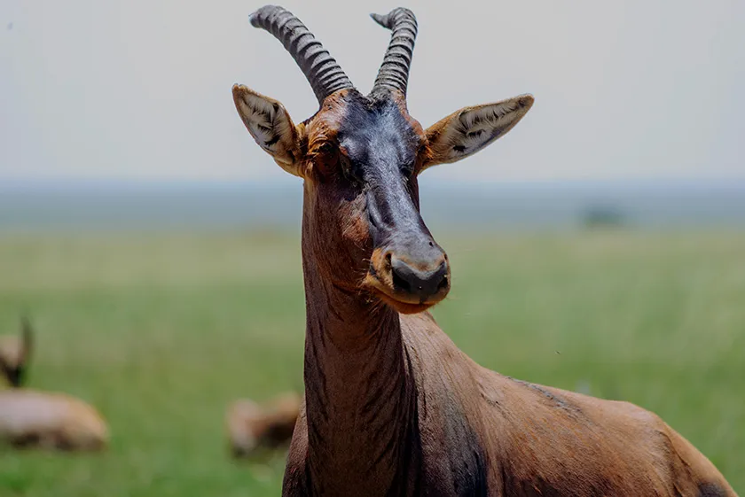 3-day Tanzania safari Serengeti and Tarangire, short private wildlife safari from Arusha from $1,200 per person
