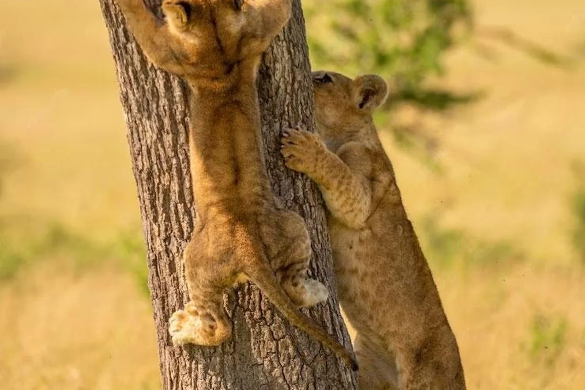 Big Five Discovery Safari