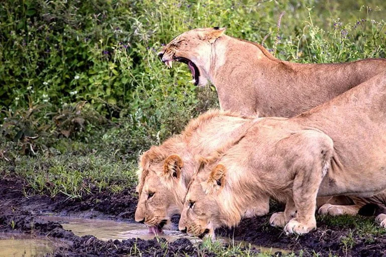 Lake Manyara tree-climbing lions and Ngorongoro Conservation Area Tanzania