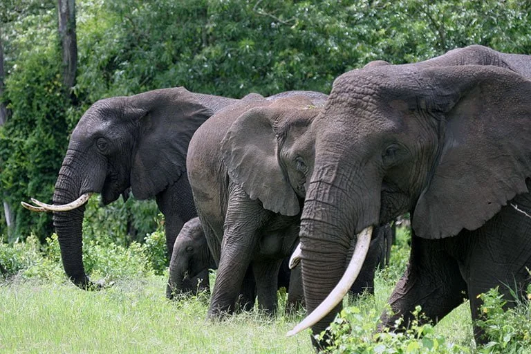 Serengeti plains Ngorongoro Crater and Tarangire National Park Tanzania